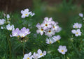 Mountain Phlox Seeds, Pink & Blue Wildflower, Linanthus grandiflorus, Annual Flower for Borders & Wildflower Gardens