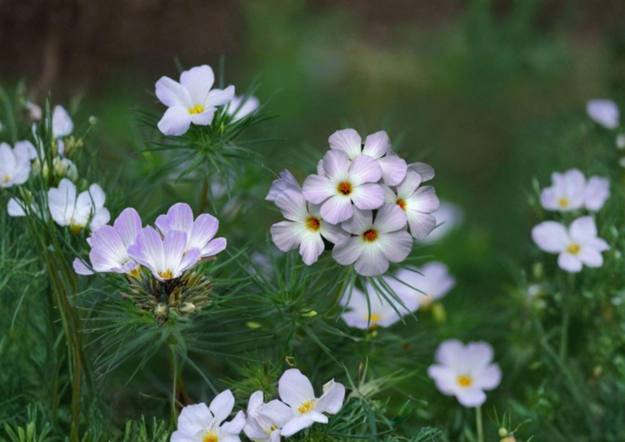Mountain Phlox Seeds, Pink & Blue Wildflower, Linanthus grandiflorus, Annual Flower for Borders & Wildflower Gardens