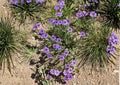 California Blue Eyed Grass Seeds, Native Sisyrinchium bellum, Purple Wildflower, 100 Seeds for Native Gardens and Pollinator Support