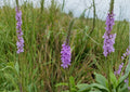Hoary Vervain Seeds - Native Purple Wildflower, Drought Tolerant, Verbena stricta, Prairie Perennial, Pollinator-Friendly Seeds