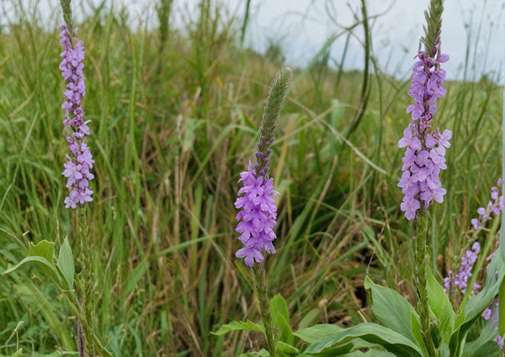 Hoary Vervain Seeds - Native Purple Wildflower, Drought Tolerant, Verbena stricta, Prairie Perennial, Pollinator-Friendly Seeds