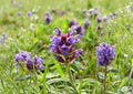 Prunella Vulgaris Seeds - Purple Wildflower Groundcover for Pollinator Gardens, Herbal Uses, Natural Lawns