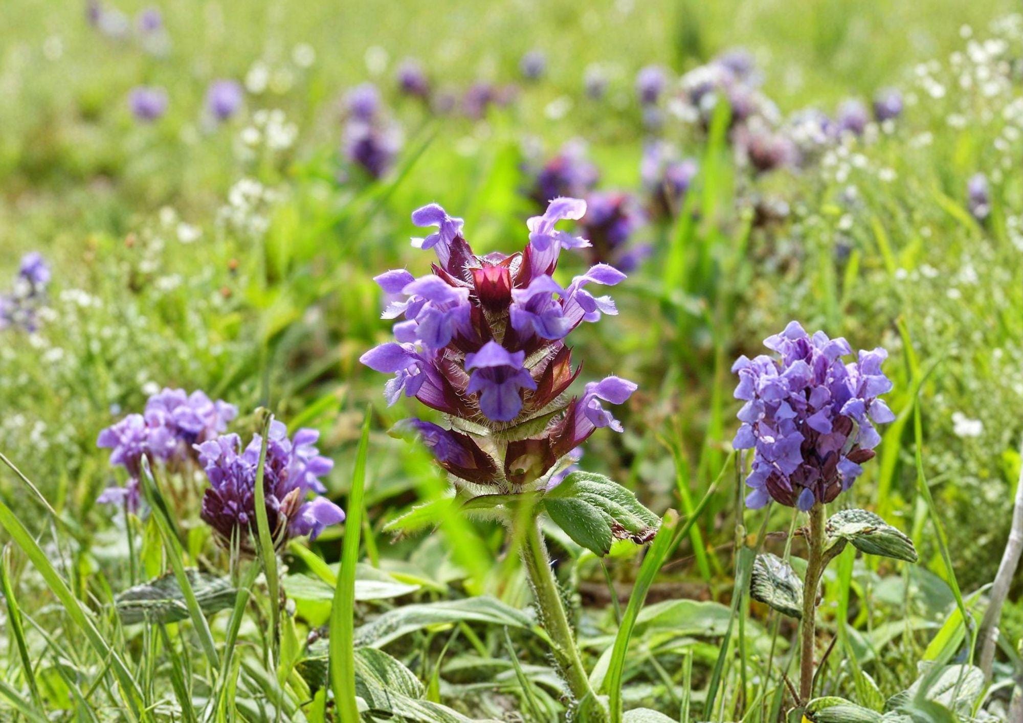 Prunella Vulgaris Seeds - Purple Wildflower Groundcover for Pollinator Gardens, Herbal Uses, Natural Lawns