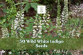 Wild White Indigo Seeds – Baptisia alba – Native Perennial with White Flowers & Blue-Green Foliage