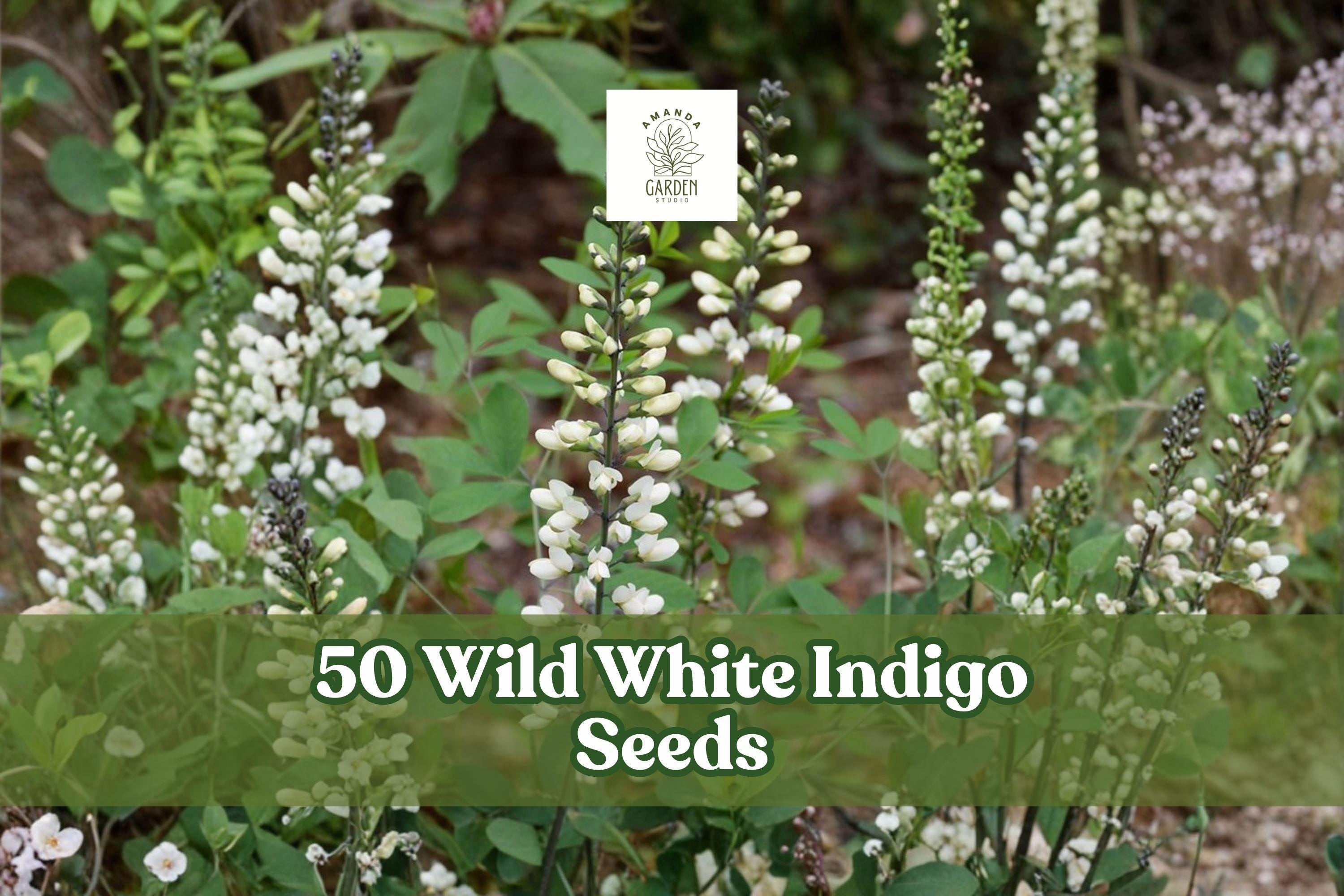 Wild White Indigo Seeds – Baptisia alba – Native Perennial with White Flowers & Blue-Green Foliage