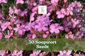 30 Soapwort Seeds | Perennial Flowering Plant | Pink to White Blooms | Saponaria officinalis for Garden Beds & Borders