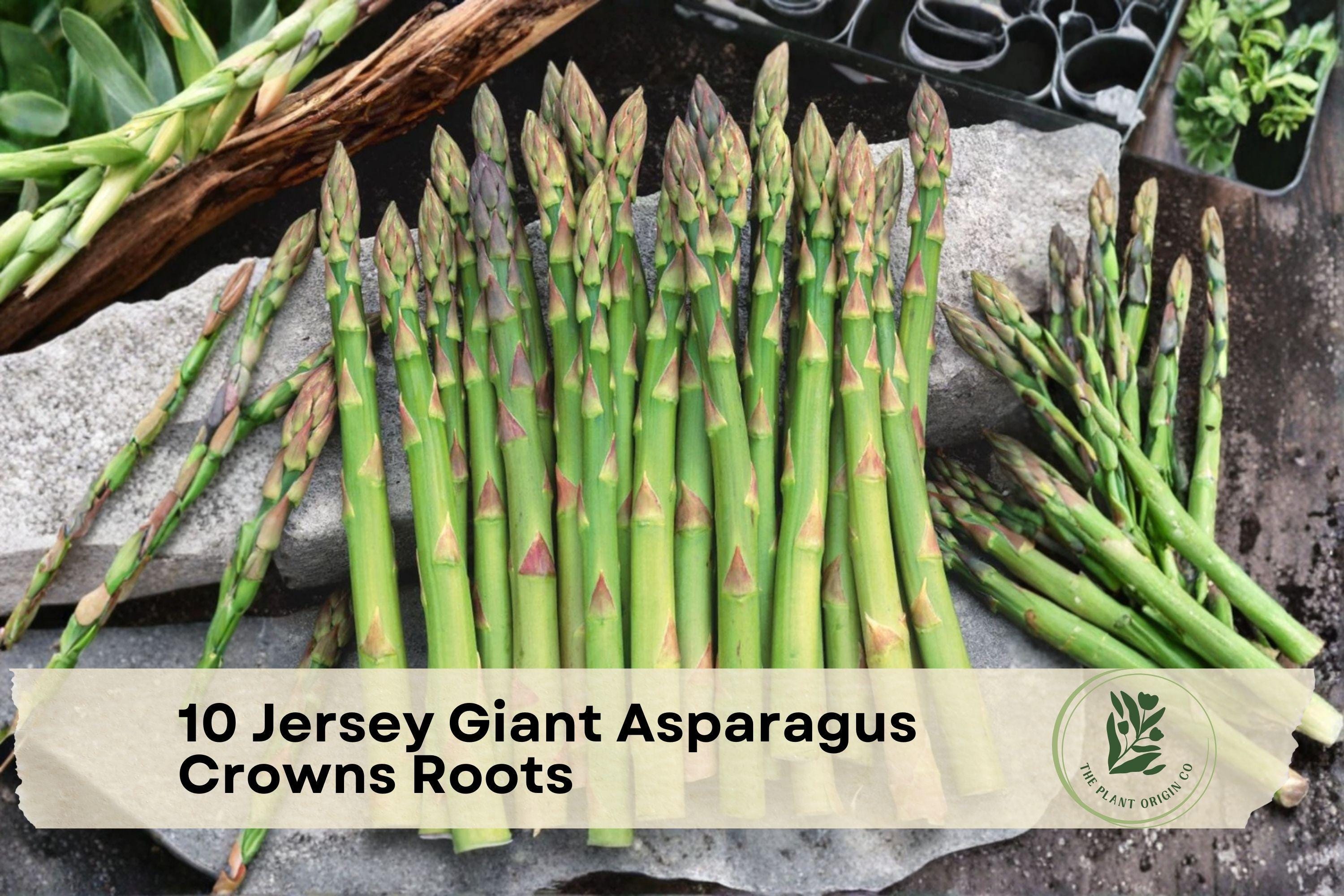 Jersey Giant Asparagus Crowns Bare Root 10-Pack | Edible Perennial Vegetable | Asparagus officinalis