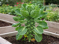 Catskill Brussels Sprouts Seeds – 500 Heirloom, Cold Hardy, Large Sprouts, Full Sun, Fall Harvest, Brassica oleracea