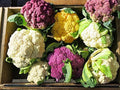 Snowball Y Improved Cauliflower Seeds – 250 Heirloom Seeds for White Heads, Cool-Season Vegetable, Garden, Organic, Non-GMO