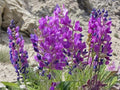 Showy Locoweed Seeds – Oxytropis lambertii – Native Prairie Wildflower for Drought Tolerance & Restoration – 25 Seeds