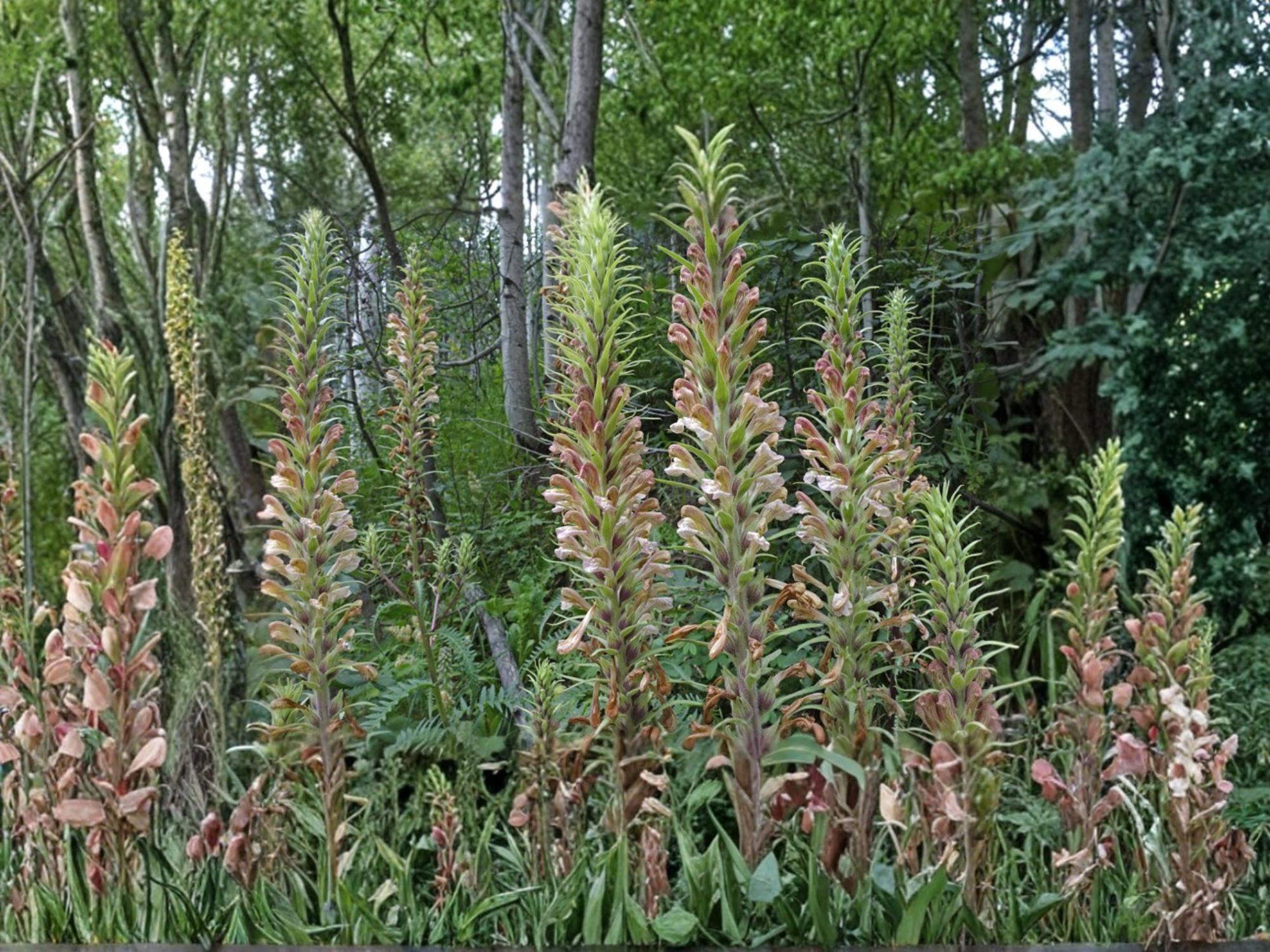Giant Lousewort Seeds – Pedicularis procera – Native Perennial Wildflower for Meadow & Prairie Restoration – 100 Seeds