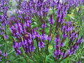 Blue Vervain Seeds – Native Perennial Wildflower – Verbena hastata – Pollinator Plant for Gardens & Meadows – 100 Seeds