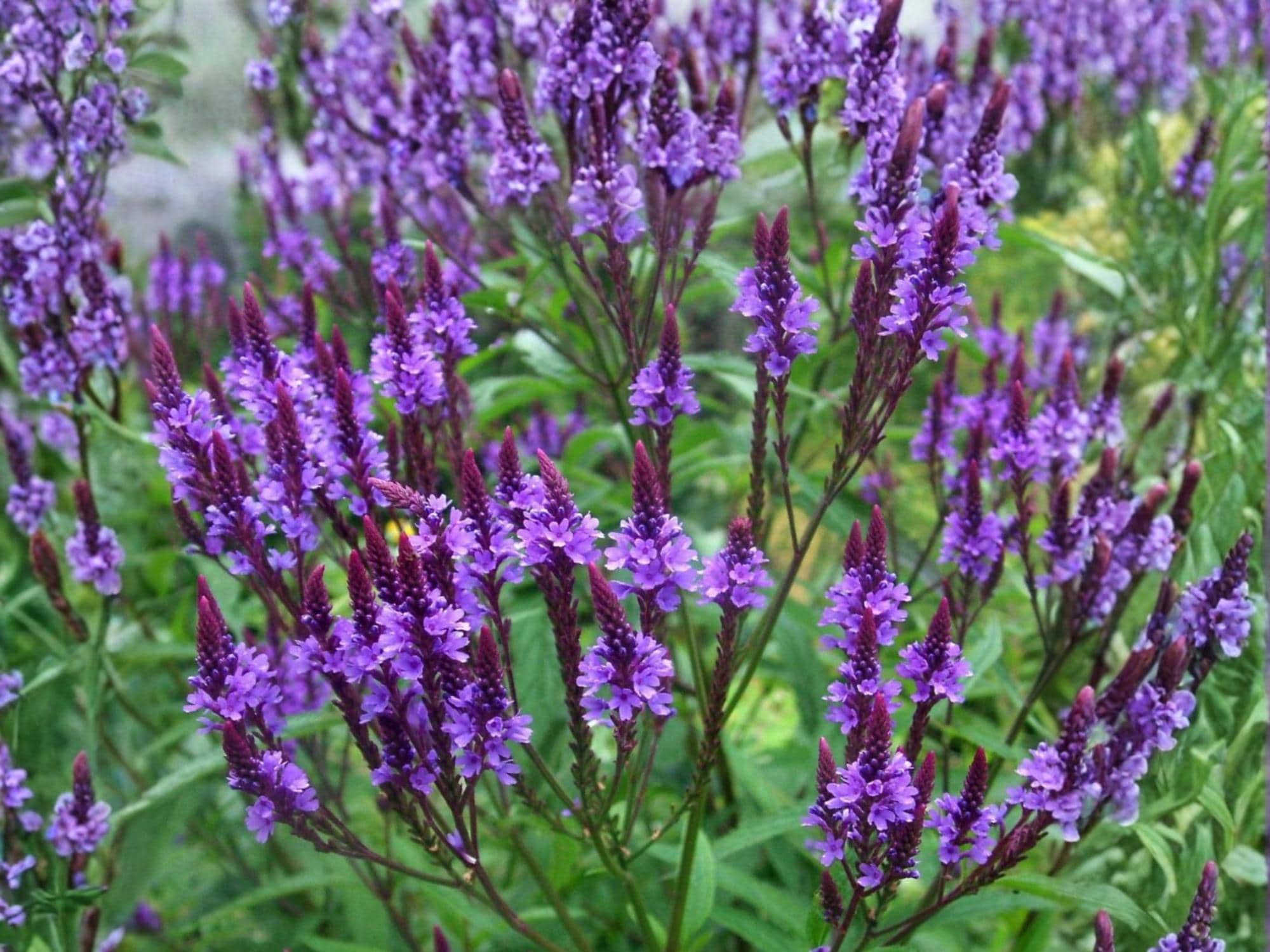 Blue Vervain Seeds – Native Perennial Wildflower – Verbena hastata – Pollinator Plant for Gardens & Meadows – 100 Seeds