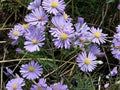Smooth Blue Aster Seeds – Native Perennial Wildflower for Pollinator Gardens – Symphyotrichum laeve – 100 Seeds