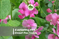 Everlasting Pink Sweet Pea Seeds, Climbing Vine, Bright Pink Blooms, Lathyrus latifolius, Perennial Flower Seeds