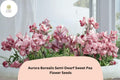 50+ Aurora Borealis Semi-Dwarf Sweet Pea Seeds | Vibrant Multi-Color Climbing Vine | Lathyrus odoratus