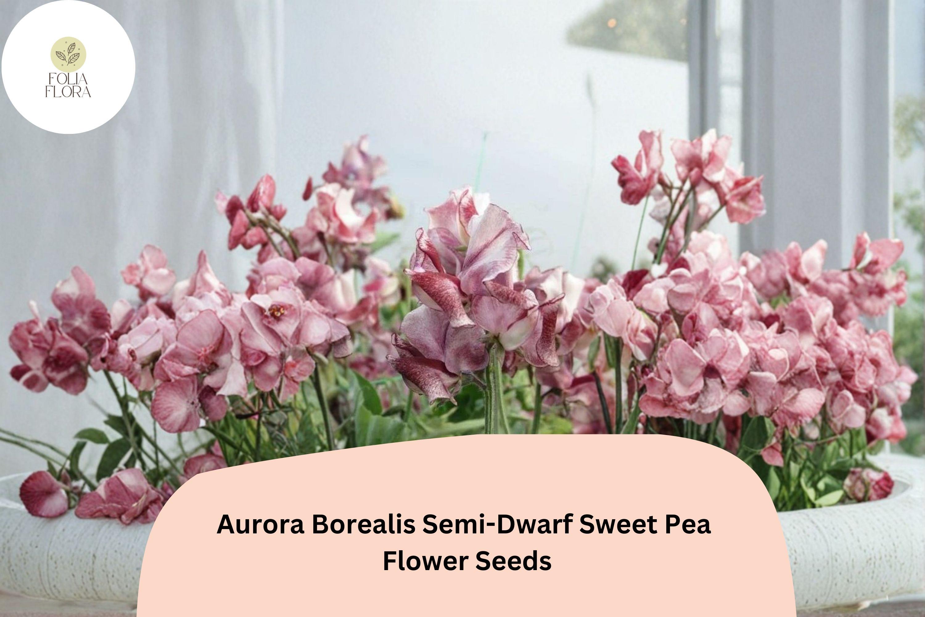 50+ Aurora Borealis Semi-Dwarf Sweet Pea Seeds | Vibrant Multi-Color Climbing Vine | Lathyrus odoratus