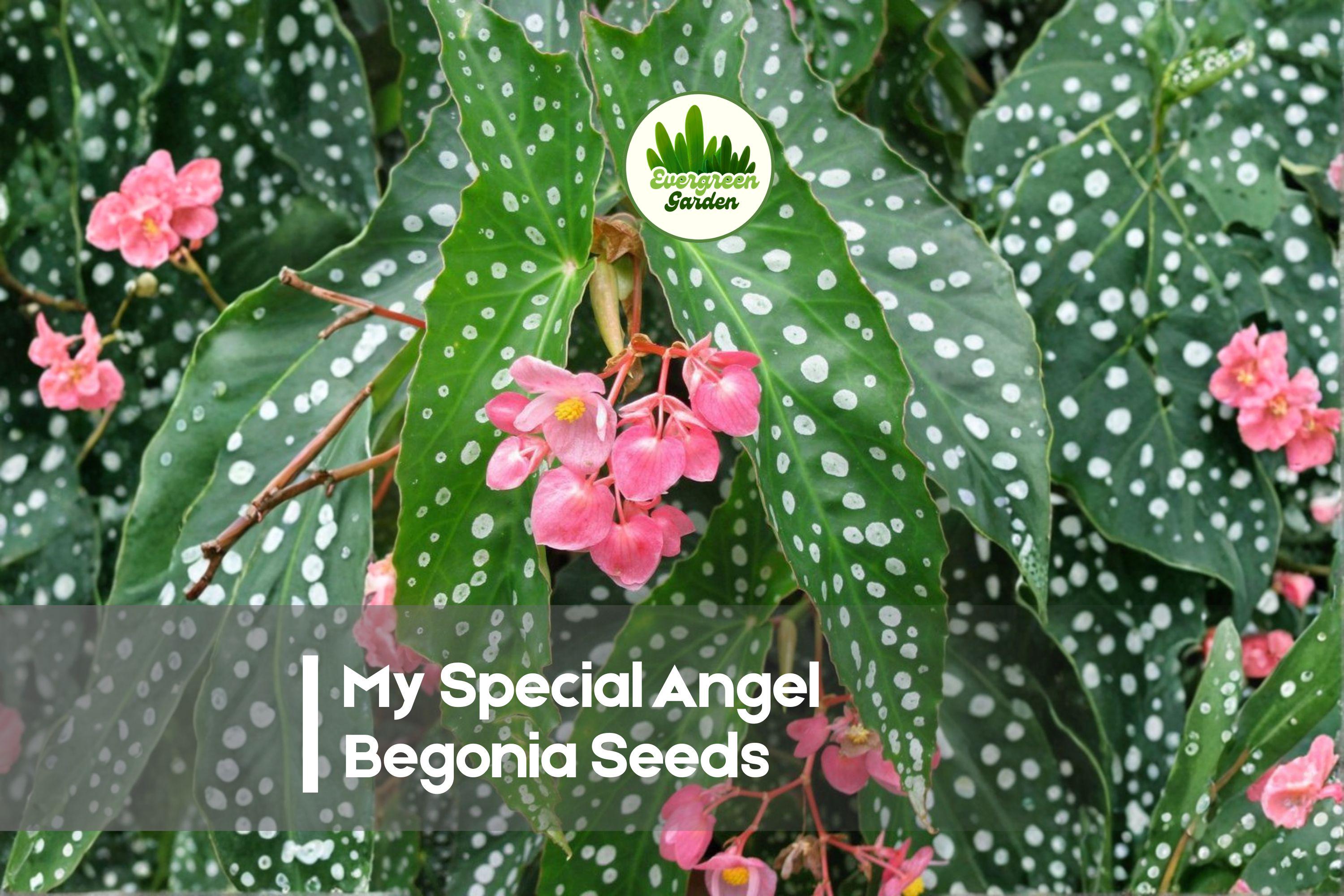 25 My Special Angel Begonia Seeds – Soft Pink Blooms, Compact Foliage, Partial Shade, Begonia spp.