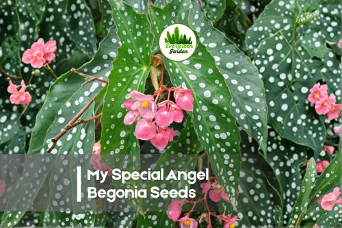 25 My Special Angel Begonia Seeds – Soft Pink Blooms, Compact Foliage, Partial Shade, Begonia spp.
