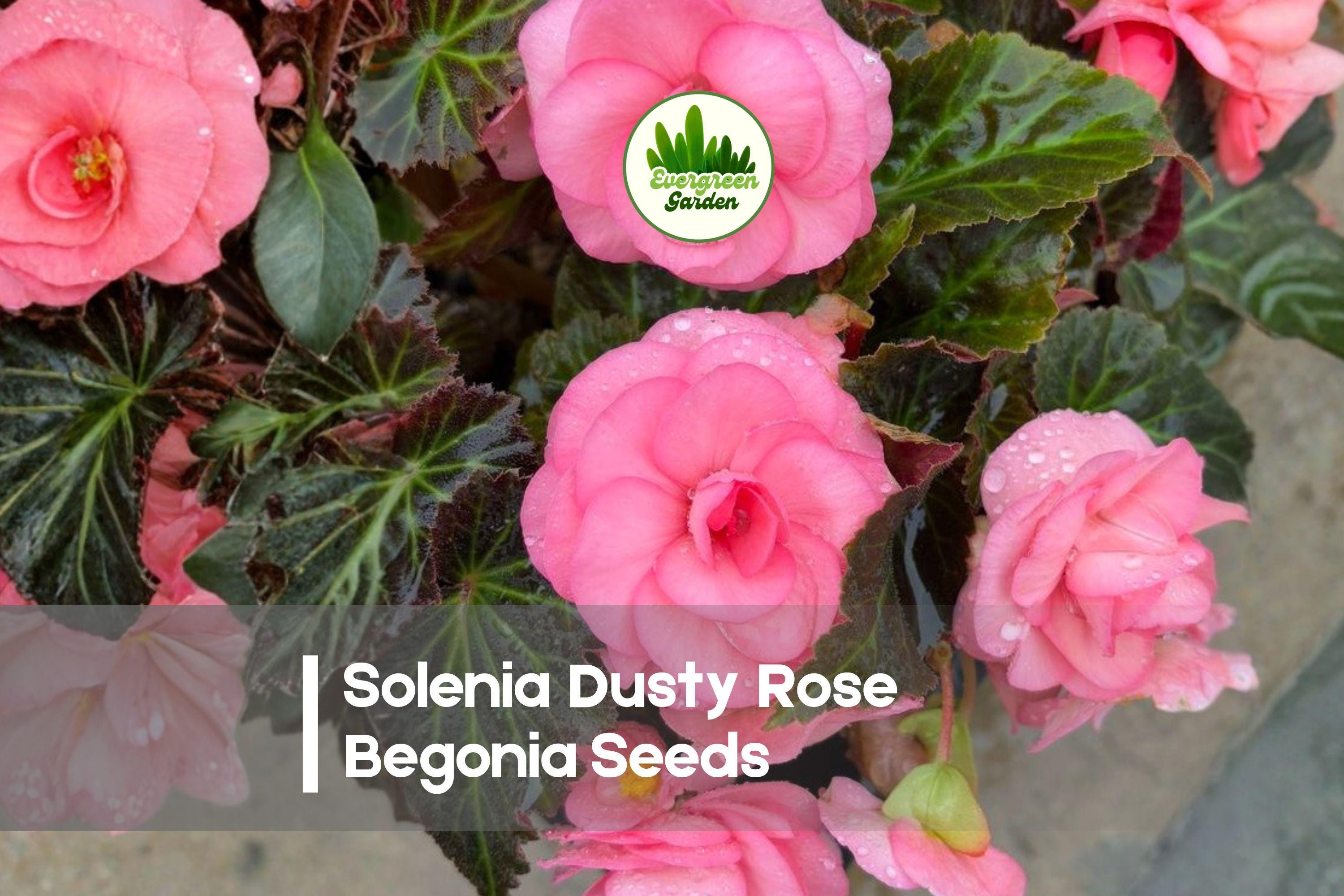 Solenia Dusty Rose Begonia Seeds – Compact, Soft Pink Blooms, Partial Shade, Garden & Container Planting, Begonia spp.