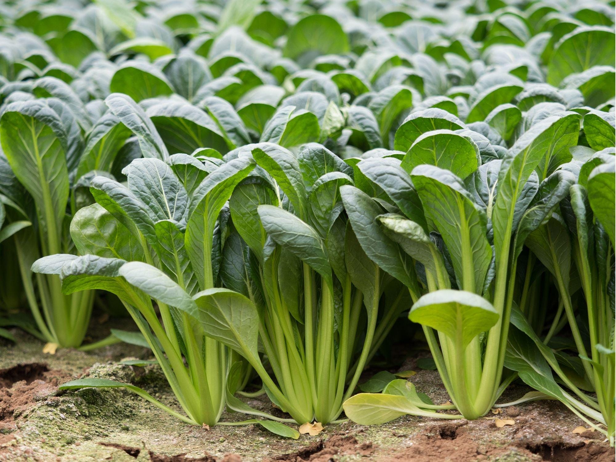 Komatsuna Tendergreen Seeds – Non-GMO Asian Leafy Green for Stir-Fries & Salads, Brassica rapa var. perviridis