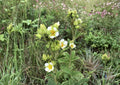 Prairie Cinquefoil Seeds - Native White Wildflower - Pollinator-Friendly Perennial - Potentilla arguta (500 Seeds)