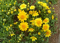 Yellowray Goldfields Wildflower Seeds, Native California Annual, Lasthenia glabrata, Pollinator Garden, 100 Seeds