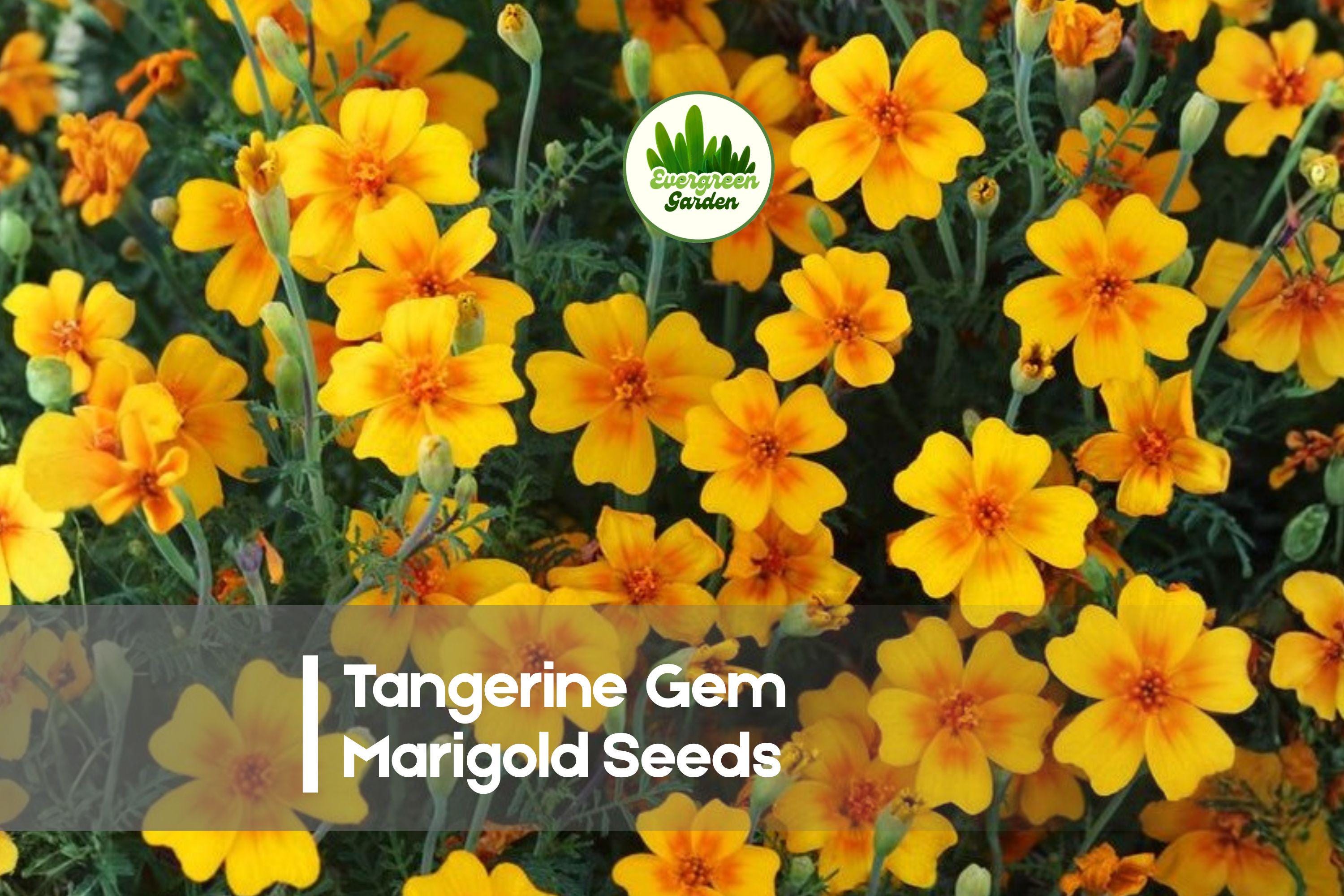 25 Tangerine Gem Marigold Seeds, Bright Orange Bloom, Compact Tagetes tenuifolia for Borders & Containers