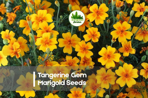 25 Tangerine Gem Marigold Seeds, Bright Orange Bloom, Compact Tagetes tenuifolia for Borders & Containers