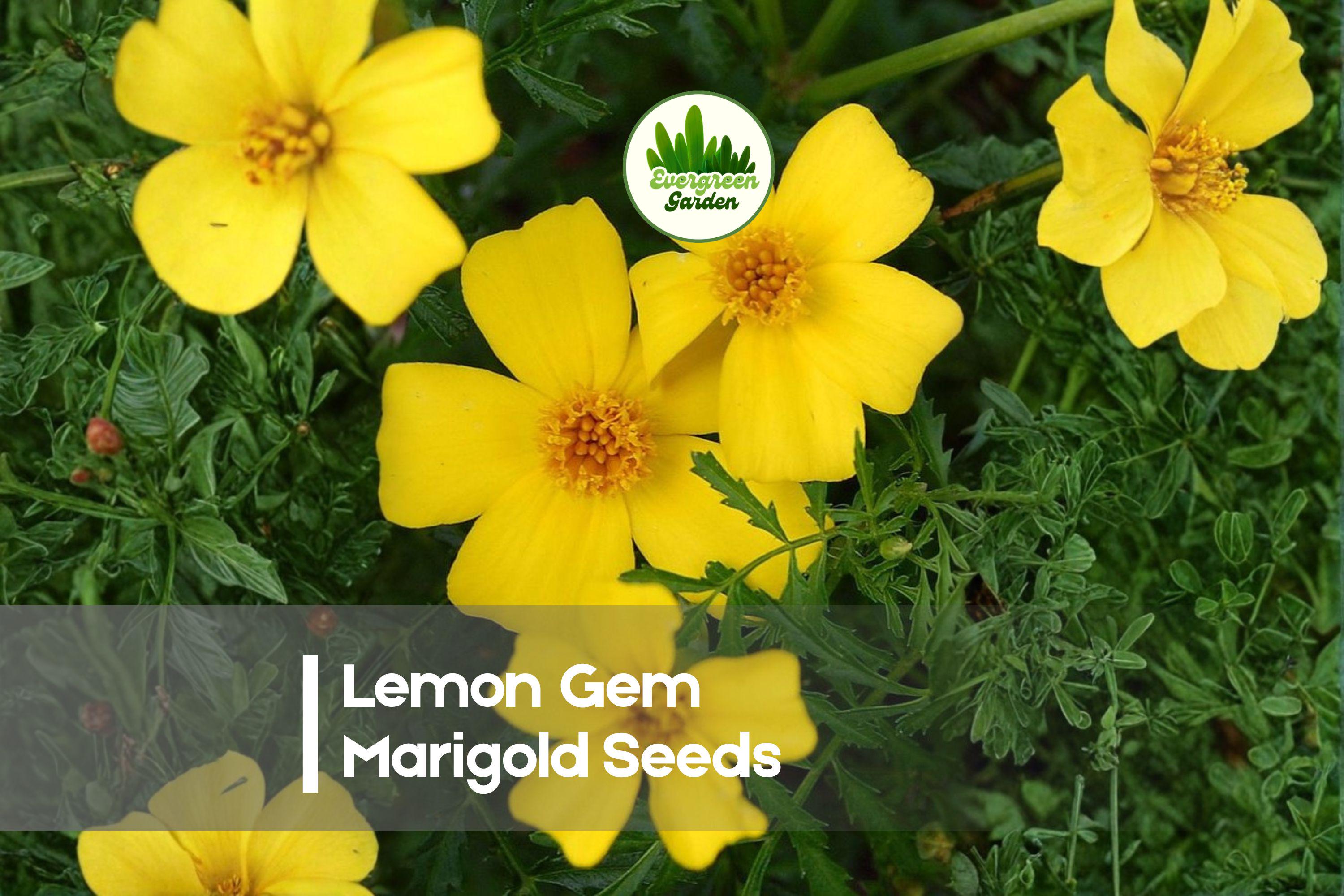 Lemon Gem Marigold Seeds – Compact Tagetes tenuifolia for Borders, Containers, and Flowerbeds, Bright Lemon-Yellow Blooms, 25 Seeds