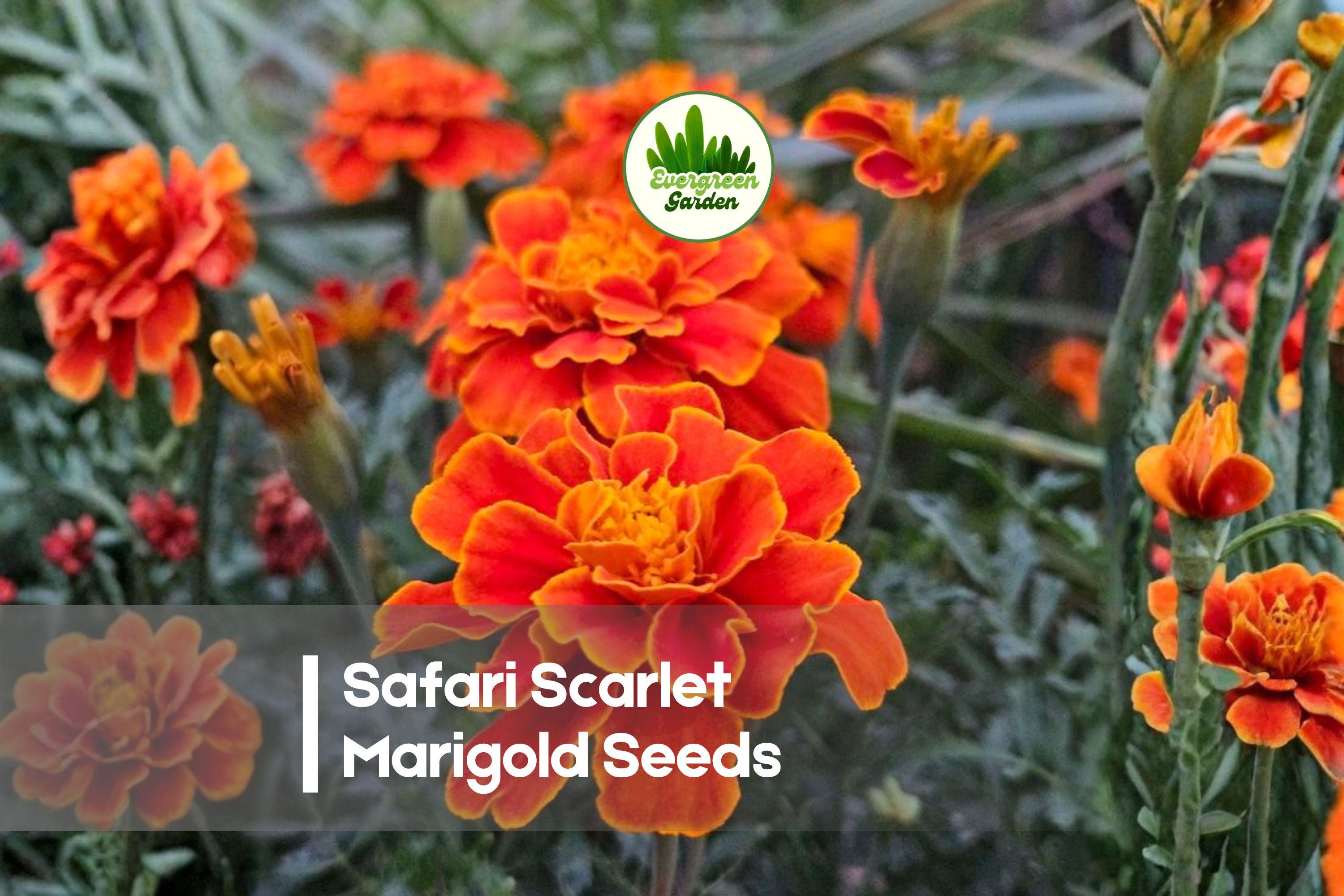 Safari Scarlet Marigold Seeds, Bright Red Blooms, Compact Annual, Tagetes spp., 25 Seeds