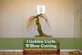 Golden Curls Willow Cutting – Live Deciduous Tree for Bonsai & Landscape, Curly Willow, Salix spp.