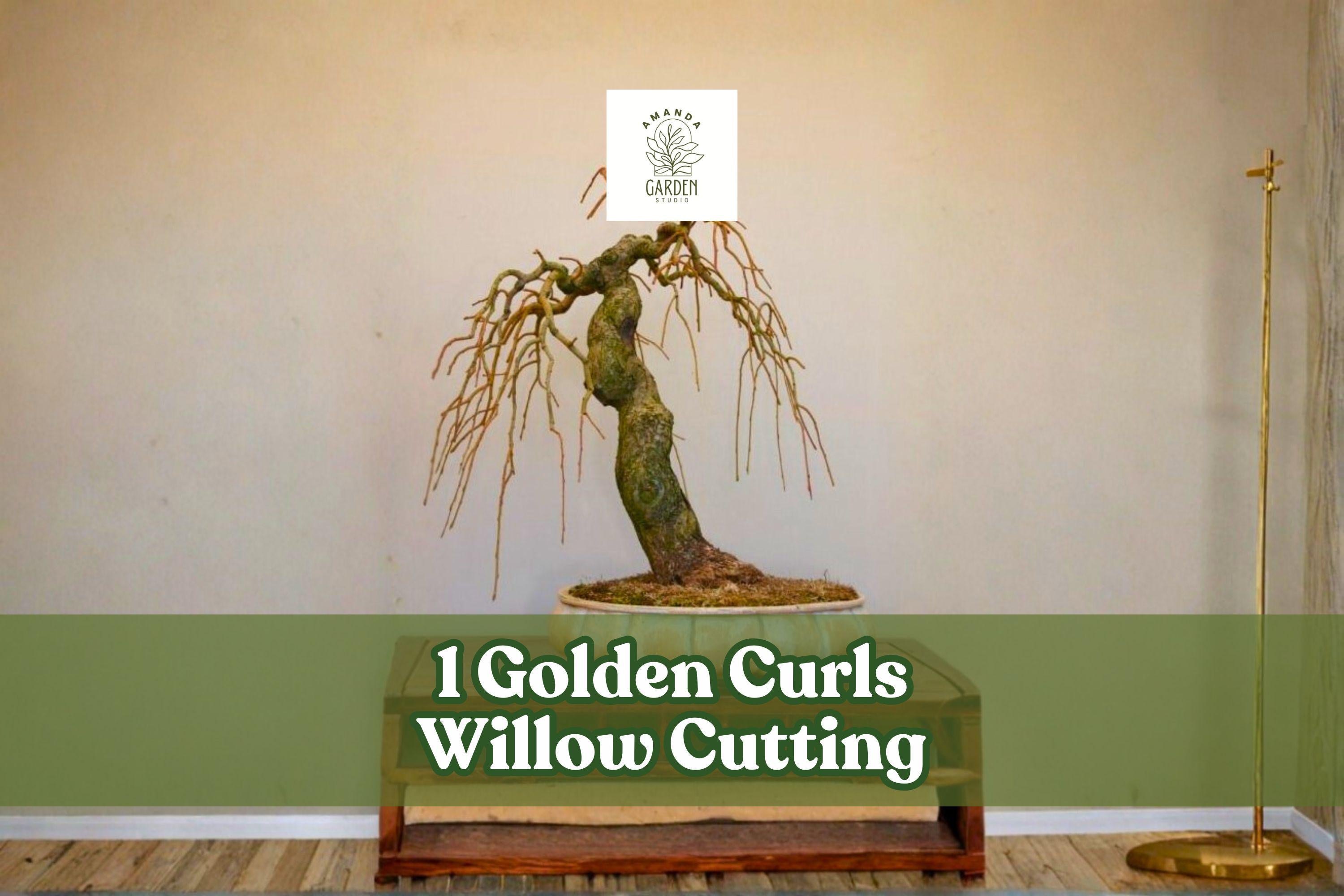 Golden Curls Willow Cutting – Live Deciduous Tree for Bonsai & Landscape, Curly Willow, Salix spp.