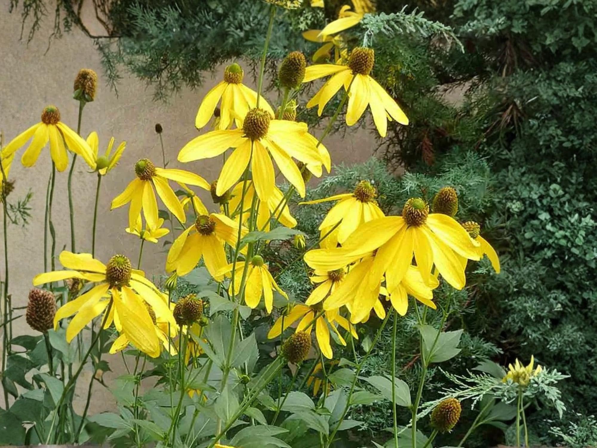 Cutleaf Coneflower Seeds – Rudbeckia laciniata ‘Ampla’ Native Perennial Wildflower for Pollinators, Moist Soils, 50 Seeds