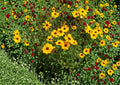 Golden Wave Tickseed Seeds, Coreopsis basalis, Native Wildflower, Yellow & Red, Pollinator Attracting, Drought Tolerant