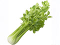 Tall Utah Celery Seeds – 2000 Heirloom Green Stalks for Cool-Season Gardens, Crisp Vegetable, Sturdy Stems, Annual Plant