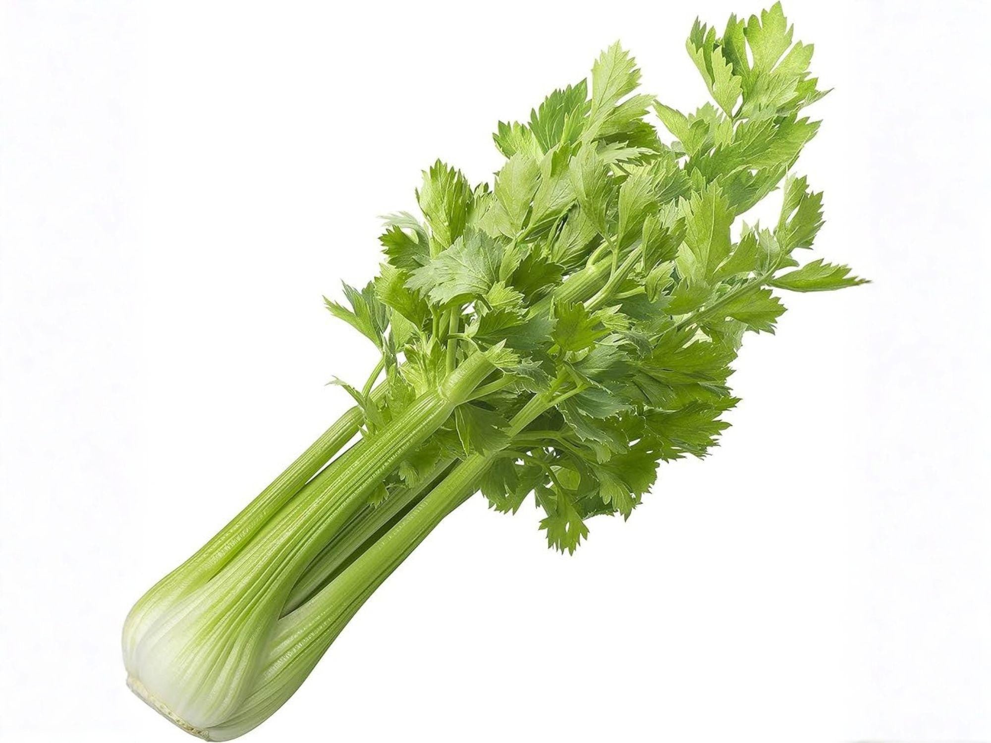 Tall Utah Celery Seeds – 2000 Heirloom Green Stalks for Cool-Season Gardens, Crisp Vegetable, Sturdy Stems, Annual Plant