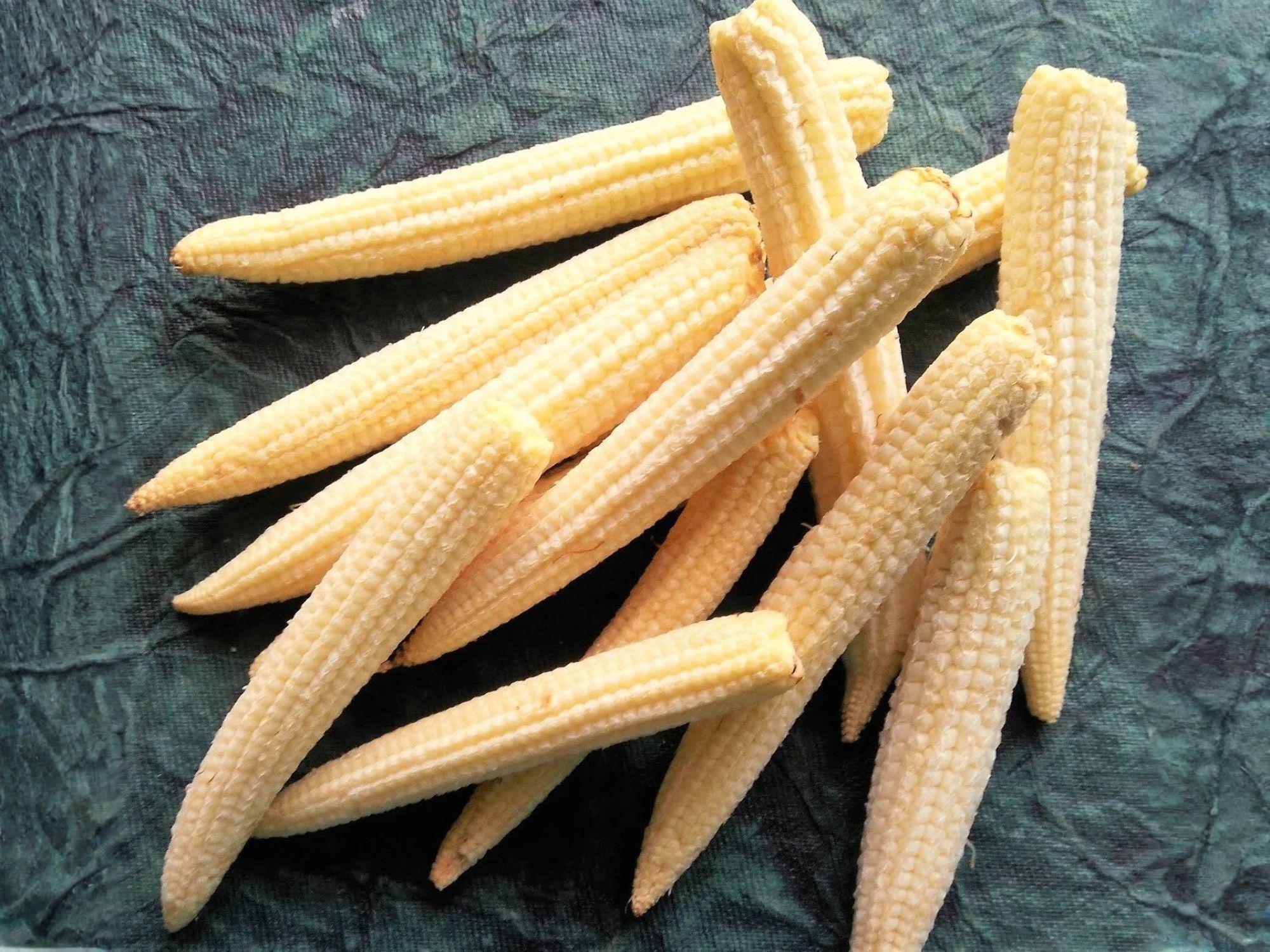 Japanese Hulless White Popcorn Seeds – Heirloom, Open Pollinated, White Kernels, Dual-Purpose, 50 Seeds
