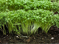Curled Garden Cress Seeds – 750 Heirloom Herb Vegetable Seeds for Microgreens, Salad, and Container Gardening – Pepper Cress (Lepidium sativum)