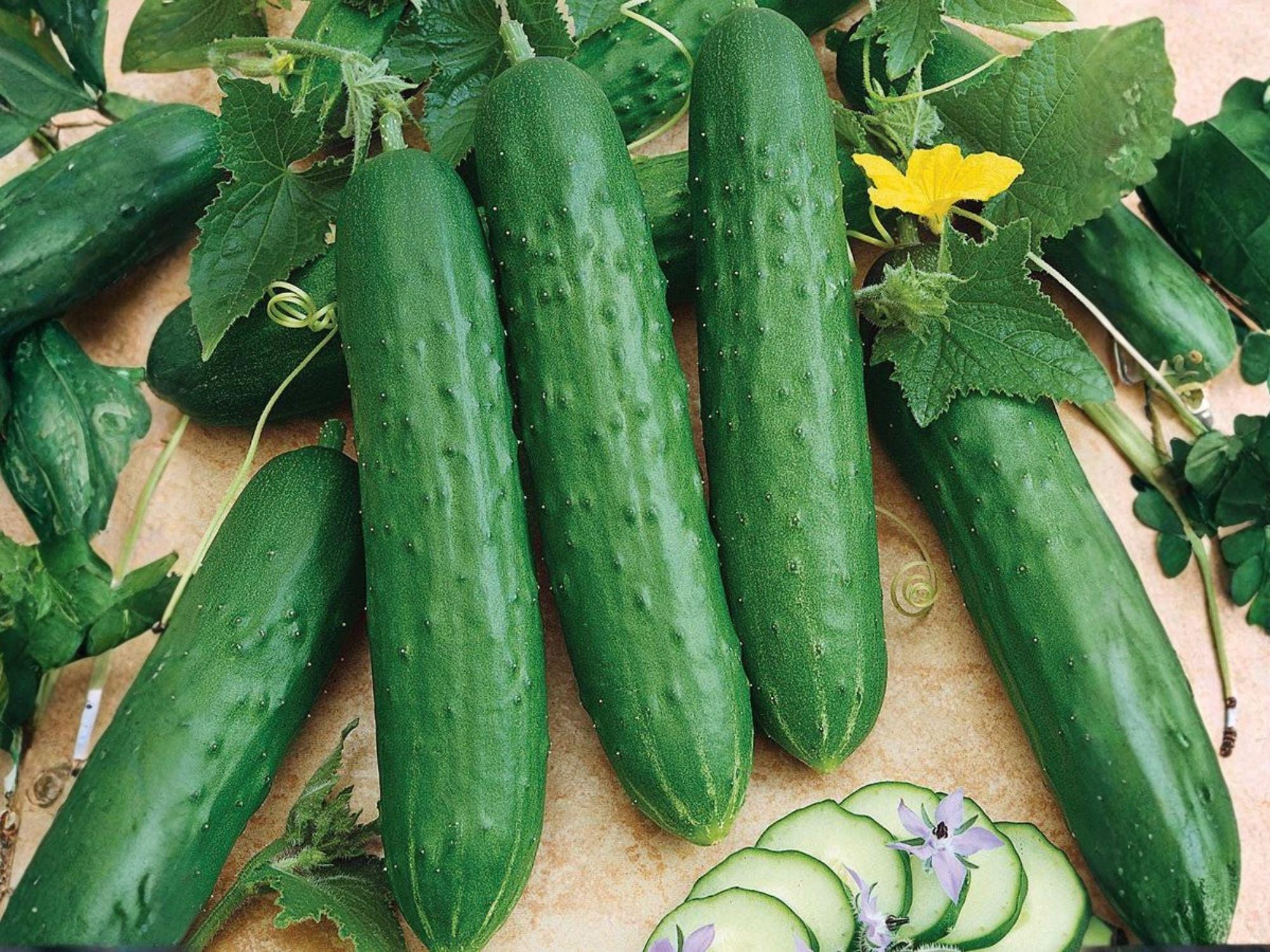 Spacemaster 80 Cucumber Seeds – Compact Bush Slicing Cucumbers for Containers & Small Gardens – High Yield Garden Variety