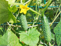 National Pickling Cucumber Seeds – Heirloom Vining Variety for Pickling and Canning, 35 Seeds