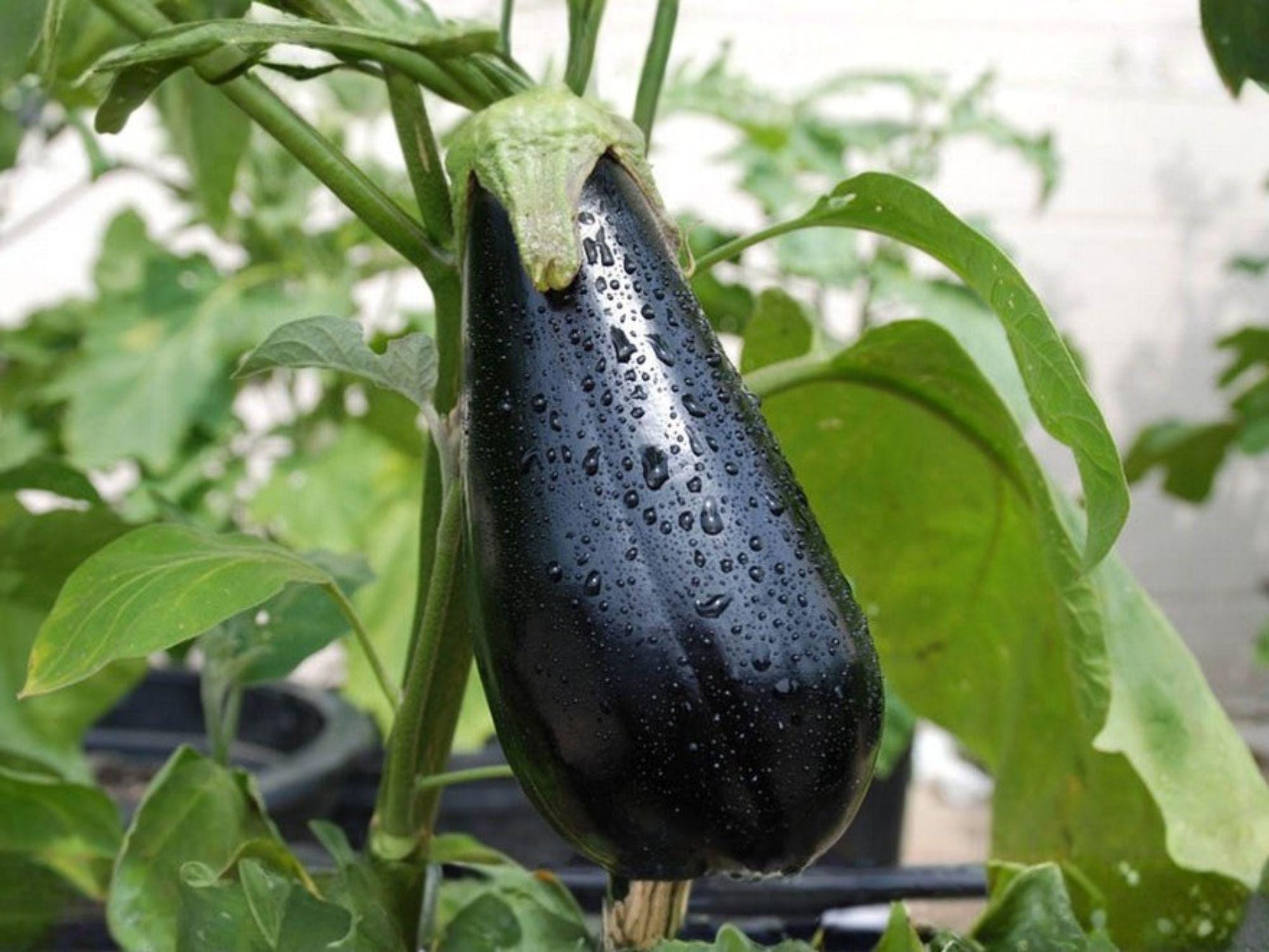 Black Beauty Eggplant Seeds – Heirloom Aubergine Vegetable Garden Seeds for Container & Raised Bed Gardening