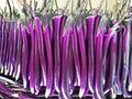 Long Purple Eggplant Seeds – Heirloom Italian Aubergine, 50 Slim, Glossy Purple Vegetables for Garden, Container, and Raised Bed Growing