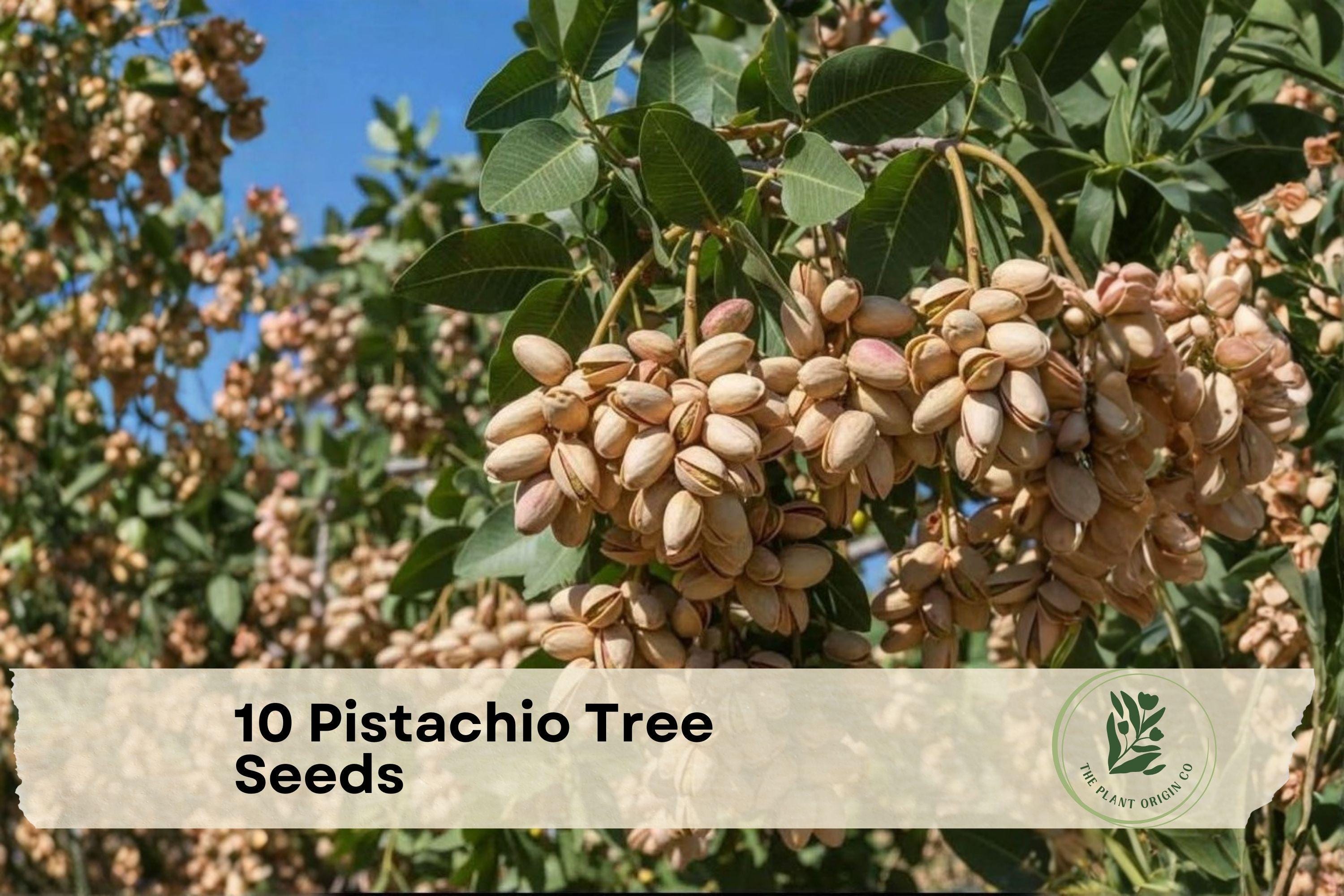 10 Pistachio Tree Seeds - Grow Pistacia vera Nut Tree in Warm Climates, Deciduous Garden Tree Seeds