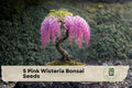 Pink Wisteria Seeds - Flowering Vine for Bonsai & Garden, Cascading Pink Blooms, Wisteria spp., 5 Seeds