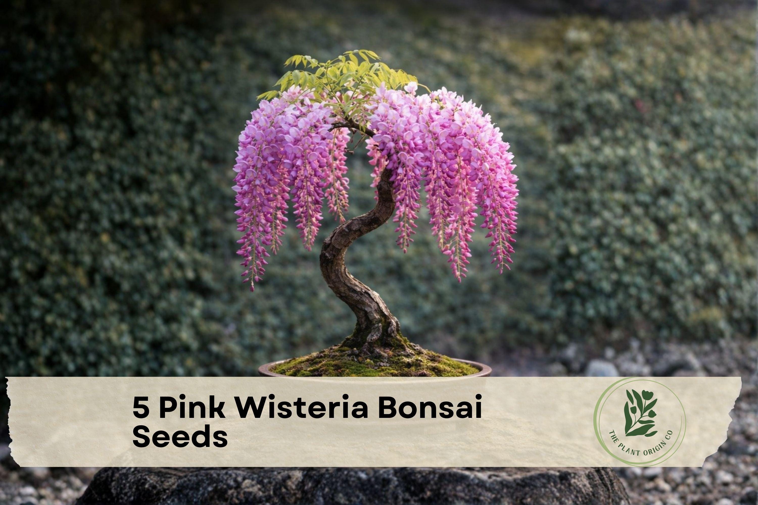 Pink Wisteria Seeds - Flowering Vine for Bonsai & Garden, Cascading Pink Blooms, Wisteria spp., 5 Seeds