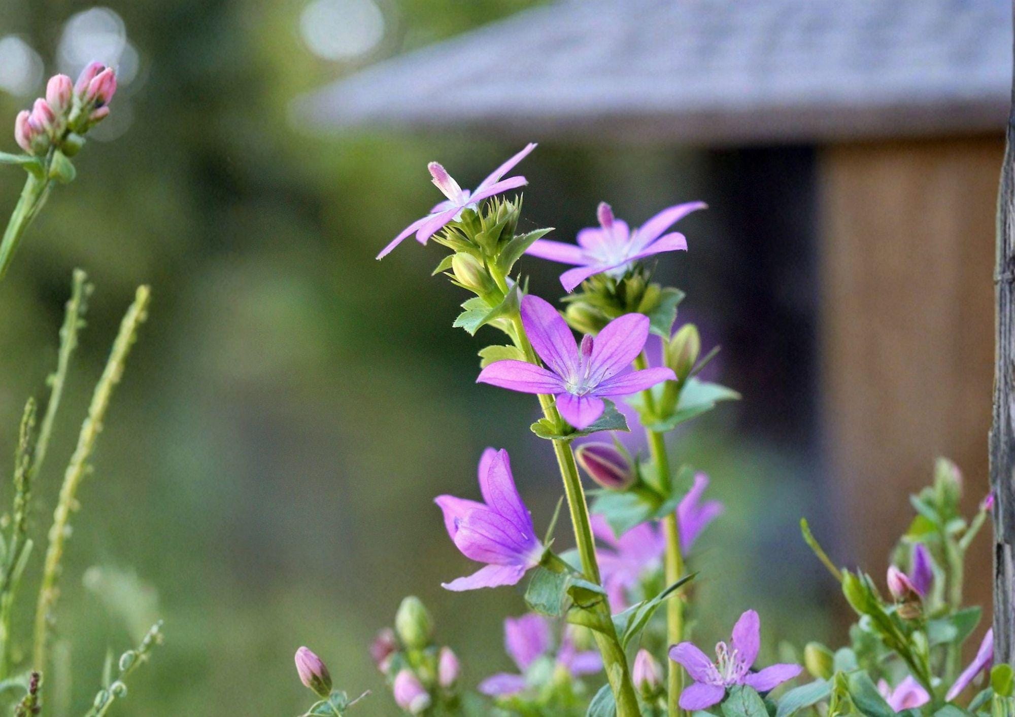 Venus Looking Glass Seeds – Native Wildflower, Pollinator Friendly, Triodanis perfoliata, Small Violet-Blue Star Flowers