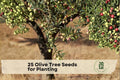 25 Olive Tree Seeds for Planting - Olea europaea Evergreen Mediterranean Ornamental Tree