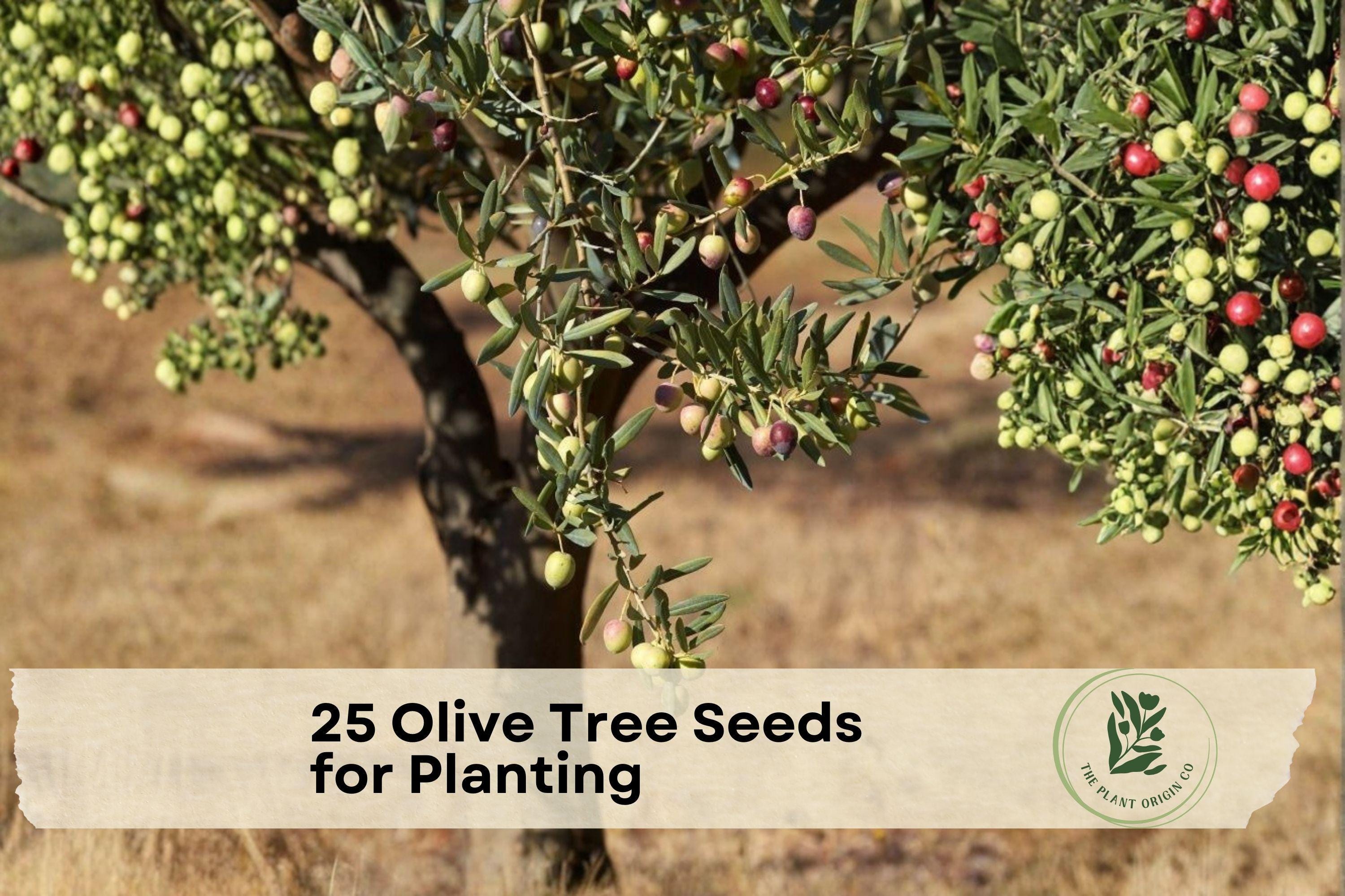 25 Olive Tree Seeds for Planting - Olea europaea Evergreen Mediterranean Ornamental Tree