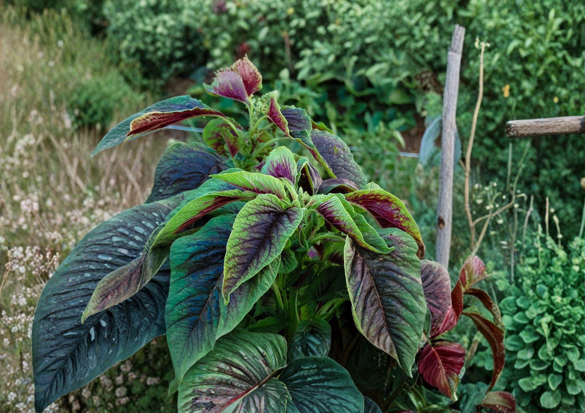 Red Stripe Amaranth Seeds – Edible Leafy Greens, Red Beauty Tricolor, Ornamental & Culinary, Fast-Growing Annual, 500 Seeds